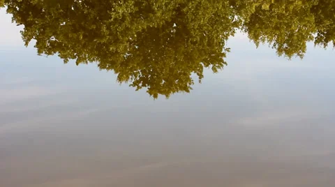 Reflection Of The Tree In Water. Calm Atmosphere. Stock Footage 38281464
