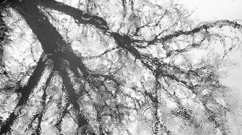 Reflection of a tree in the water during the rain Stock Photos