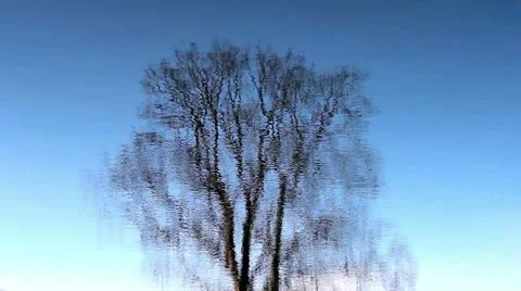  Reflection of tree in water Stock Footage 20486817