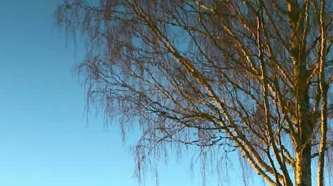 Reflection of tree in water Stock Footage 20619043