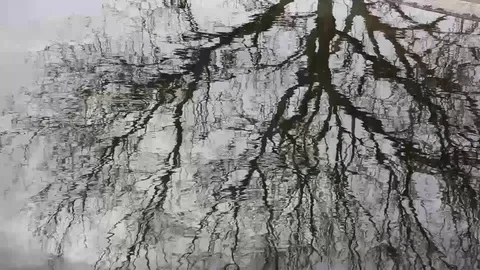 Reflection Of A Tree In The Water Video stock 125702709