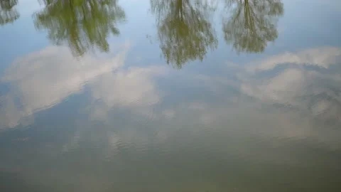Reflection of tree in the water 스톡 동영상 132350223
