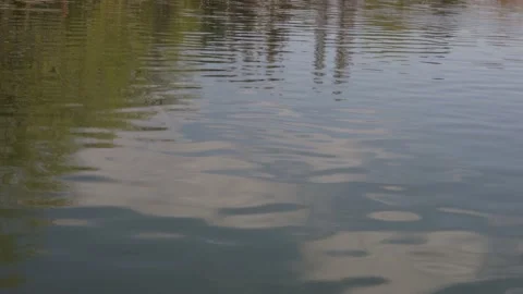 Reflection of a tree in water Video stock 182831296