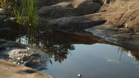 Reflection of a tree in the water Stock Footage 204711418