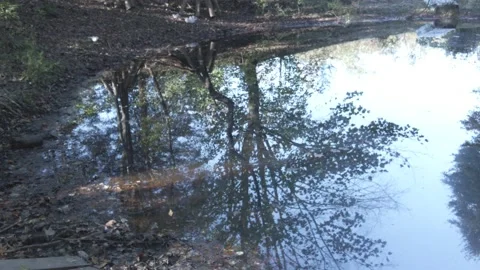 Reflection of a Tree in water in forest 스톡 동영상 166479369