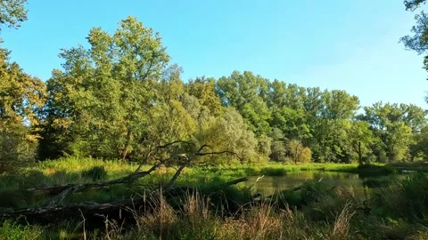 Reflection of tree in water in natural park Stock Footage 306670012