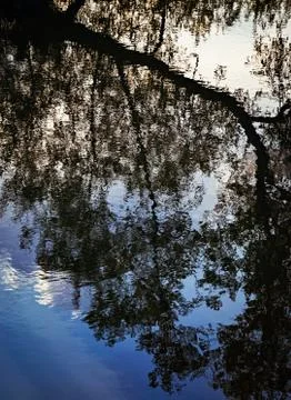 Reflection of a tree on the water Stock Photos