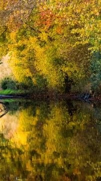 Reflection of a tree in water Stock Photos