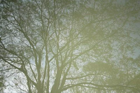 Reflection of tree in water Stock Photos