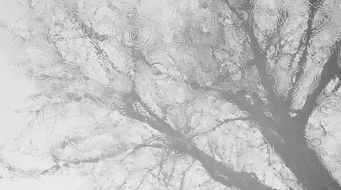 Reflection of a tree in the water Stock Photos