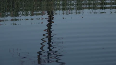 Reflection of a tree in the water surface. Stock Footage 228987540
