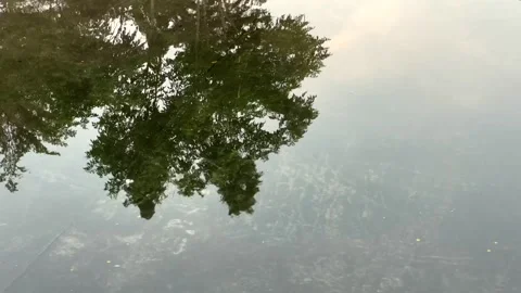 Reflection tree on the water surface Stock Footage 316284387