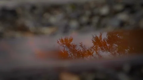 Reflection of tree on wet train track Stock Footage 119353502