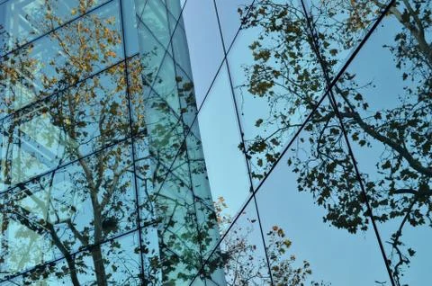 Reflection of tree in windows Stock Photos
