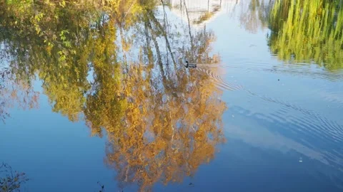 Reflection of a tree with yellowed leaves in water Stock Footage 141385444