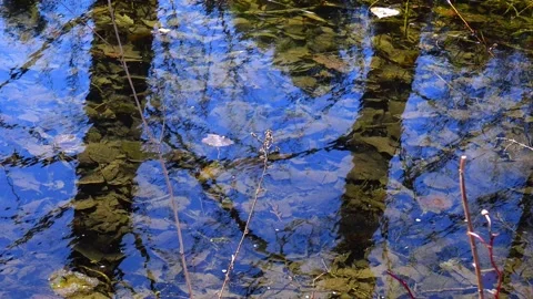Reflection of trees and autumn foliage on the water surface. Stock Footage 341692091