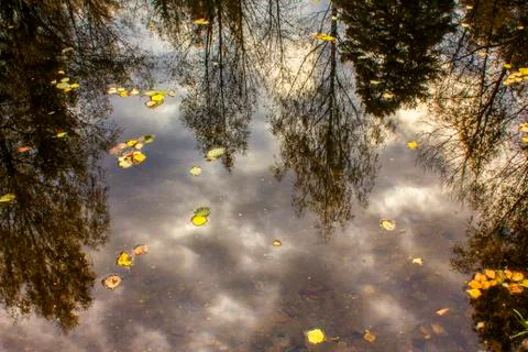 Reflection of trees and blue sky in the water of a forest lake 写真素材