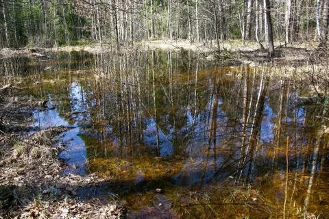 Reflection of trees and blue spring sky in a forest lake 스톡 사진