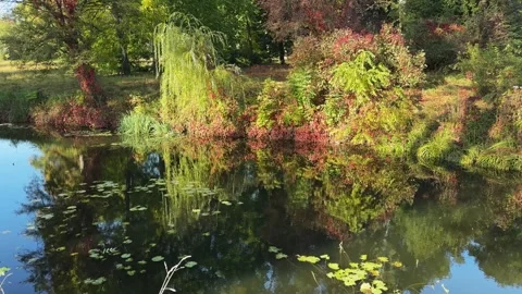 Reflection of trees and bushes on water surface in autumn Stock Footage 339791161