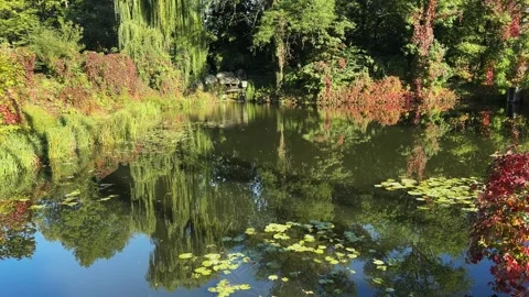 Reflection of trees and bushes on water surface in autumn Stock Footage 339791163