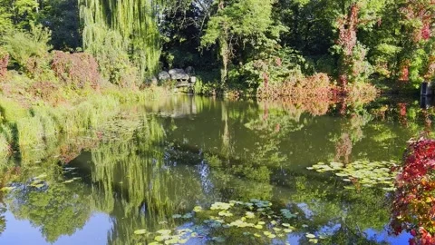 Reflection of trees and bushes on water surface in autumn Stock Footage 339791206