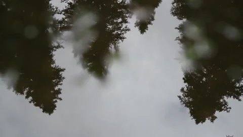 Reflection of trees and clouds in a puddle in a damp mountain forest Stock Footage 268455201