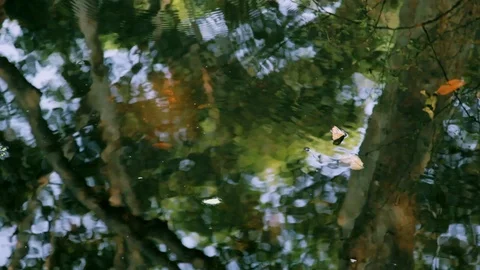 Reflection of Trees and falling leaves in the lake water with ripples. Stock-Footage 110718092