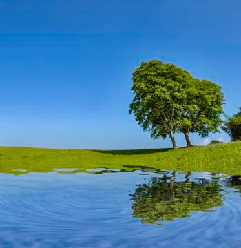 The reflection of trees and grass in the water on the bright sky. Stock Photos