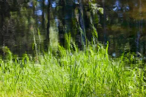 Reflection of trees and grass in the water Stock Photos