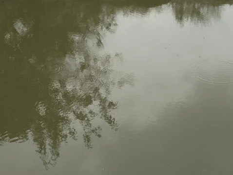 Reflection of trees and leaves on the calm lake water during the day. 스톡 사진
