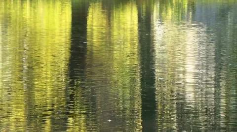 Reflection of trees and leaves in the water 库存影片 50011120