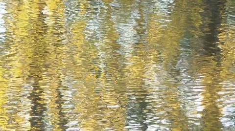 Reflection of trees and leaves in the water Stock Footage 50011285