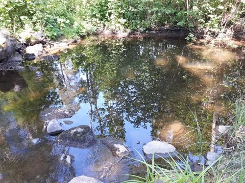 Reflection of trees and plants in blue water Stock Photos