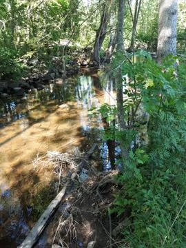 Reflection of trees and plants in the crystal clear river Stock Photos