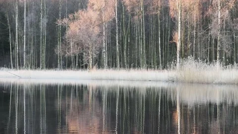 Reflection of trees and reeds Stock Footage 234320488