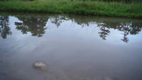 Reflection of trees and sky on a body of water Video stock 95620320