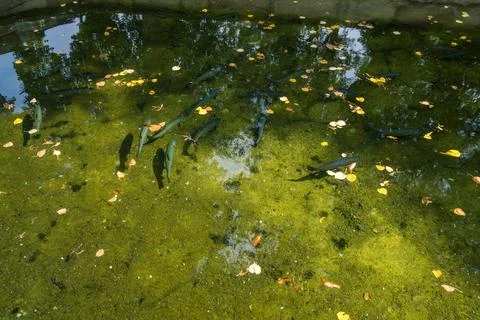 Reflection of trees and sky in a pond with green water and floating leaves Stock Photos