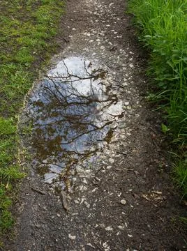 Reflection of trees and sky in a pool on a trail in the fields after the rain Stock Photos