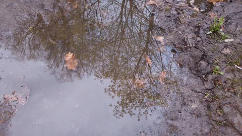 Reflection of trees and sky in a puddle after spring rain Stock Footage 129662157