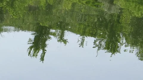 Reflection of trees and sky in water beautifully bright green Video stock 157713815