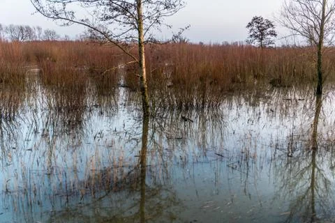 Reflection of trees and willow coppice in the water of flooded river forelands Foto stock