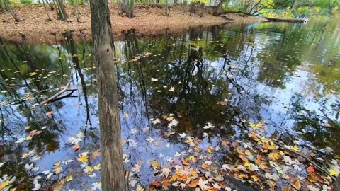 Reflection of trees in autumn, in a small stream, with small waves Video stock 167673860