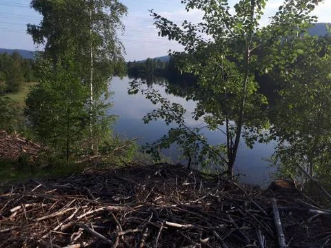 Reflection of trees in blue water Stock Photos