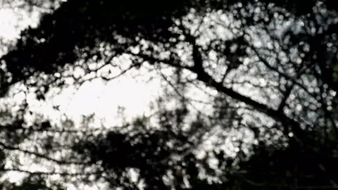 Reflection of trees in the blurred lake water Stock Footage 274193102