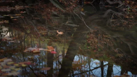 Reflection of Trees in Calm Autumn Creek with Floating Leaves Stock Footage 345556238