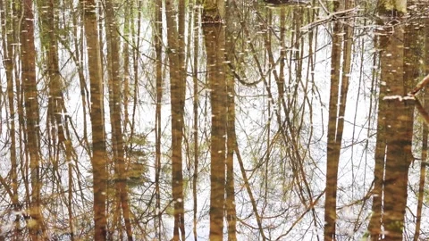 Reflection of trees in calm water creates a surreal and artistic visual effect Stock Footage 304261971