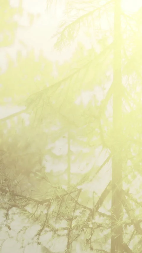 Reflection of trees in calm water under bright sunlight in nature Stock Footage 317093810