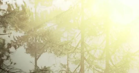 Reflection of trees in calm water under bright sunlight in nature Stock Illustration