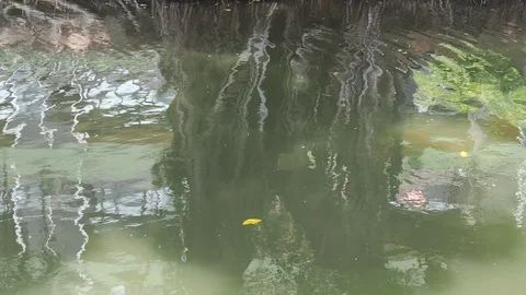 Reflection of trees in the canal. Ripples in the river.  Stock Footage 129685890