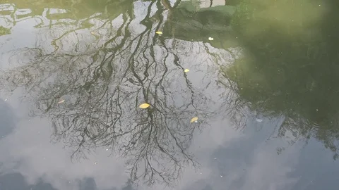 Reflection of trees in the canal. Ripples in the river. Stock Footage 130018075